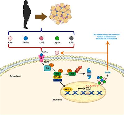 The Obese Brain: Mechanisms of Systemic and Local Inflammation, and Interventions to Reverse the Cognitive Deficit